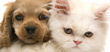 Bayridge Veterinary Hospital
